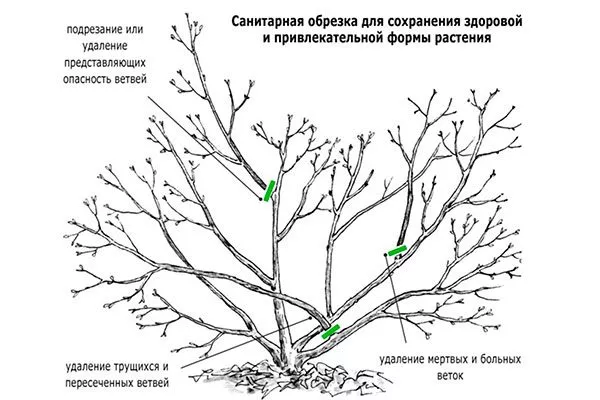 Санитарная