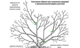 Санитарную стрижку яблони Вишнёвое17