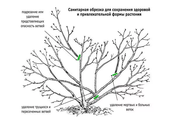 Санитарную стрижку яблони Вишнёвое17