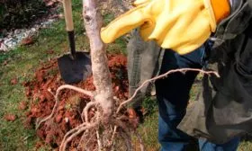 подготовка к посадке сорт яблок Осеннее полосатое1