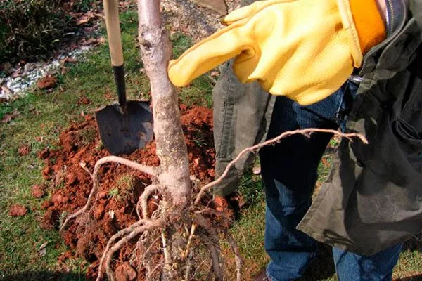 подготовка к посадке сорт яблок Осеннее полосатое1