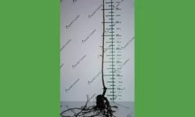 Саженец сливы Белоснежка8