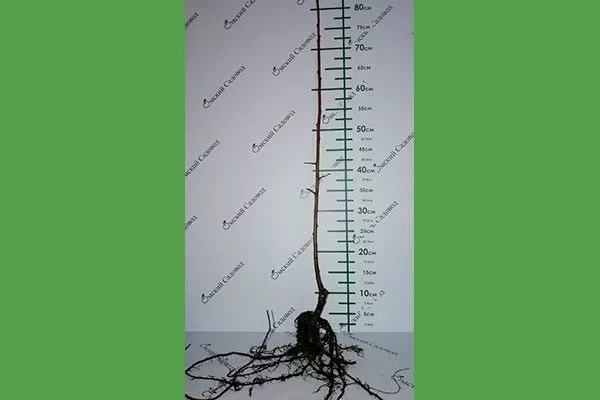 Саженец сливы Белоснежка8