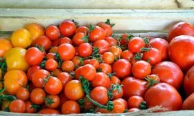 Сбор и хранение урожая томаты сорта Лабрадор13