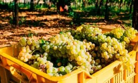 Сбор и хранение урожая винограда Августин12