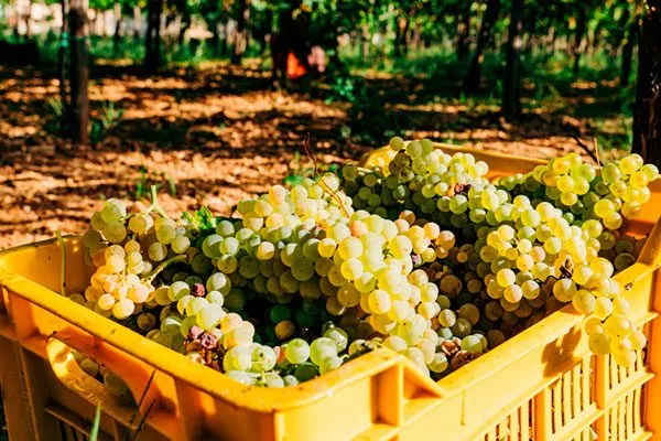 Сбор и хранение урожая винограда Августин12