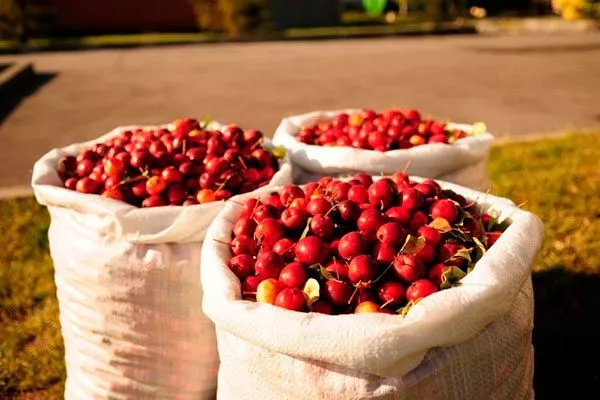 Сбор и хранение урожая яблони Райская18