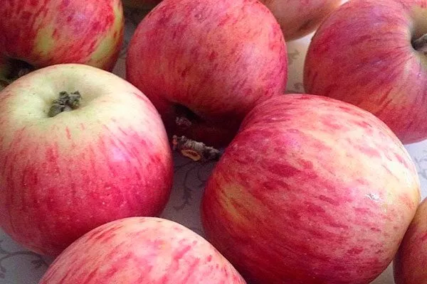 сбор сорт яблок Осеннее полосатое16