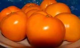 сбор томатов Званый вечер8