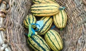 сбор тыквы Дынька6