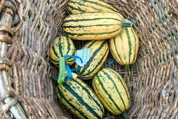 сбор тыквы Дынька6