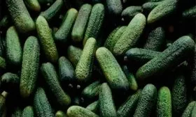 сбор урожая огурцов Диригент15