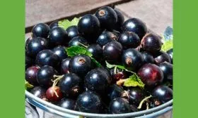 сбор урожая смородиныОриана11