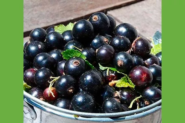 сбор урожая смородиныОриана11