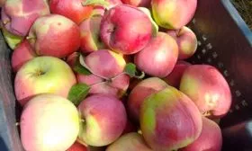 сбор урожая яблони Память Ульянищева13