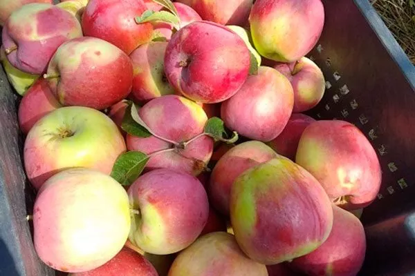 сбор урожая яблони Память Ульянищева13