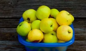 сбор яблони Славянка10