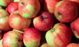 сбор яблони Свежесть7