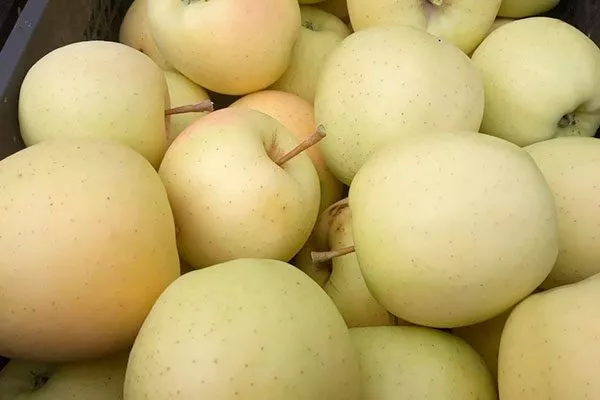 сбор Яблоня Голден Делишес23