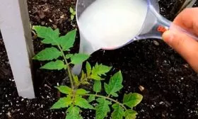 подкормка томатов Золотая миля1