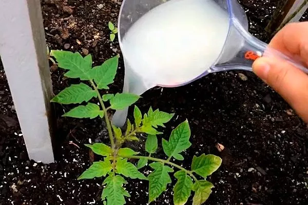 подкормка томатов Золотая миля1