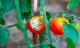 scale_1200 томаты сорта Лабрадор2