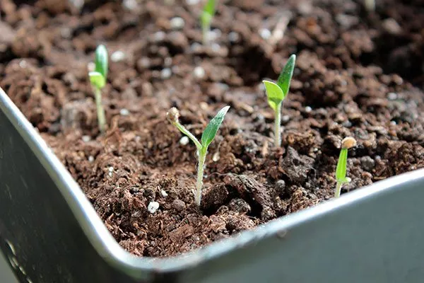 всходы томатов Золотая миля2