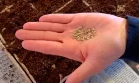 Семена высейте томатов Золотая миля14