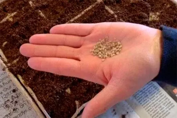 Семена высейте томатов Золотая миля14