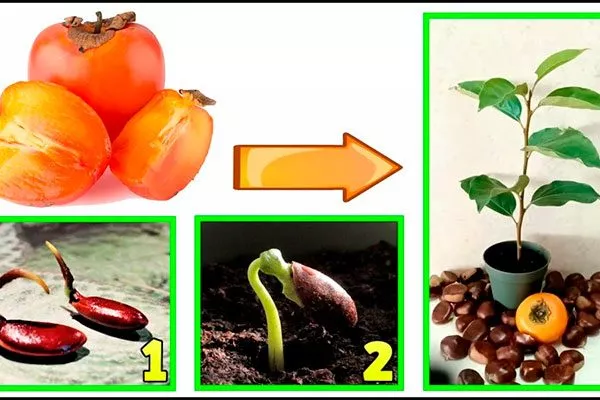 семенами хурмы Вебер15