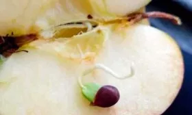 Семенами яблоня Триумф13