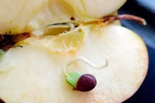 Семенами яблоня Триумф13