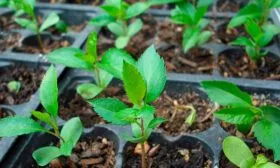 Семенами2 яблоня Триумф14