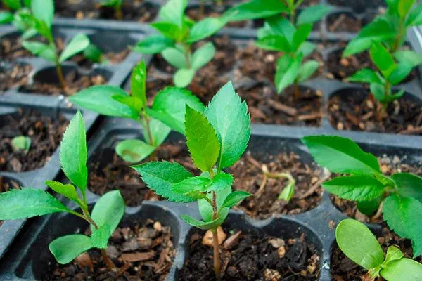 Семенами2 яблоня Триумф14