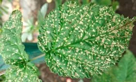 Септориоз (белая пятнистость) малины Кримсон найт13