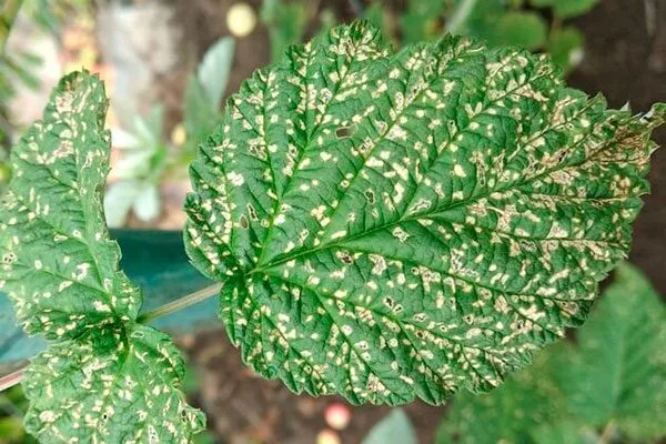 Септориоз (белая пятнистость) малины Кримсон найт13