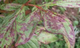 Септориоз (Septoria macrospora) пиона Топ Брасс18
