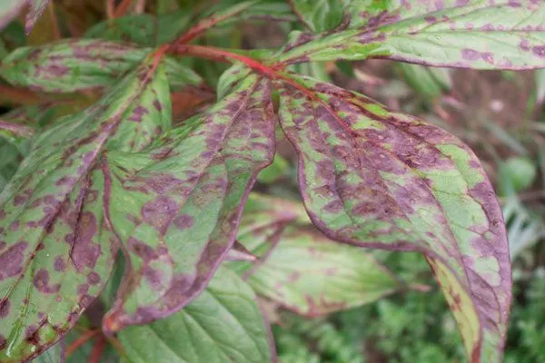 Септориоз (Septoria macrospora) пиона Топ Брасс18