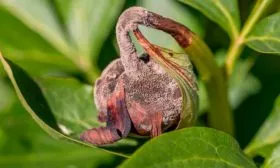 Серая гниль (Botrytis paeonia) пиона Топ Брасс19