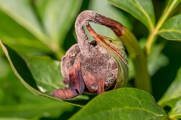 Серая гниль (Botrytis paeonia) пиона Топ Брасс19