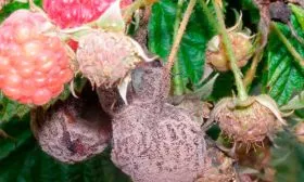 Серая гниль малины Кримсон найт14