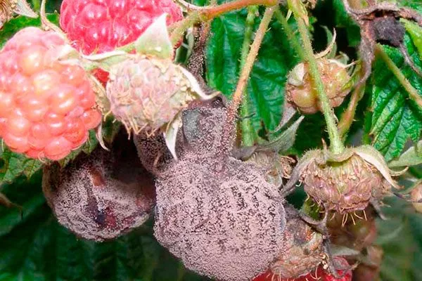 Серая гниль малины Кримсон найт14