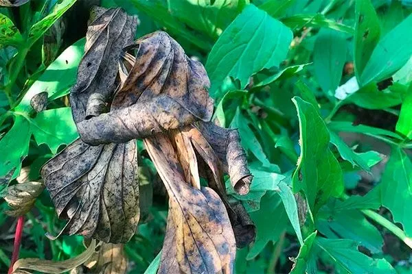 Серой гнилью пиона Сонома Хало16