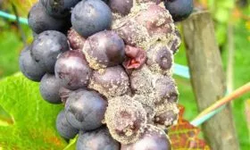 серой гнилью винограда Родина20