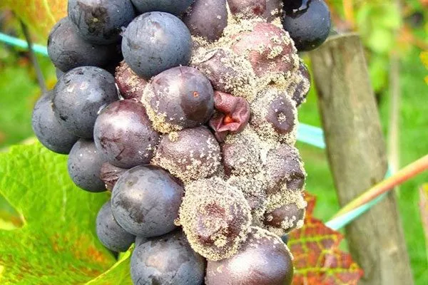 серой гнилью винограда Родина20