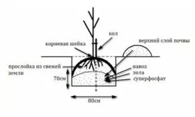 Схема и правила яблони Славянка11