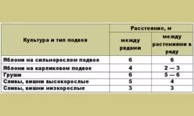 Схема и сроки высадки яблони Райская20
