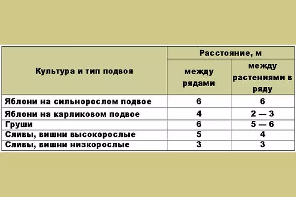 Схема и сроки высадки яблони Райская20