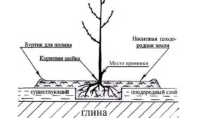 Схема и сроки высадки1 яблони Райская21