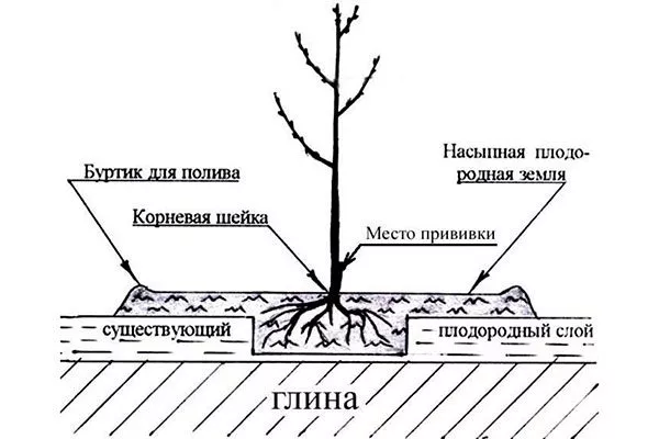Схема и сроки высадки1 яблони Райская21